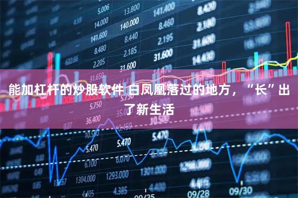 能加杠杆的炒股软件 白凤凰落过的地方，“长”出了新生活